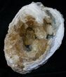 Large Crystal Filled Fossil Clam - Rucks Pit, FL #5787-1